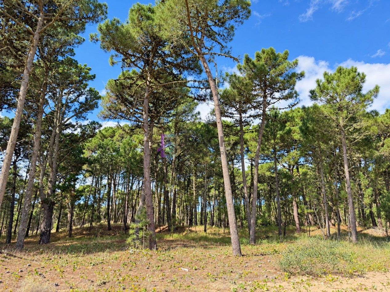 Lote en Venta Pinanar Norte Barrio Bosques 