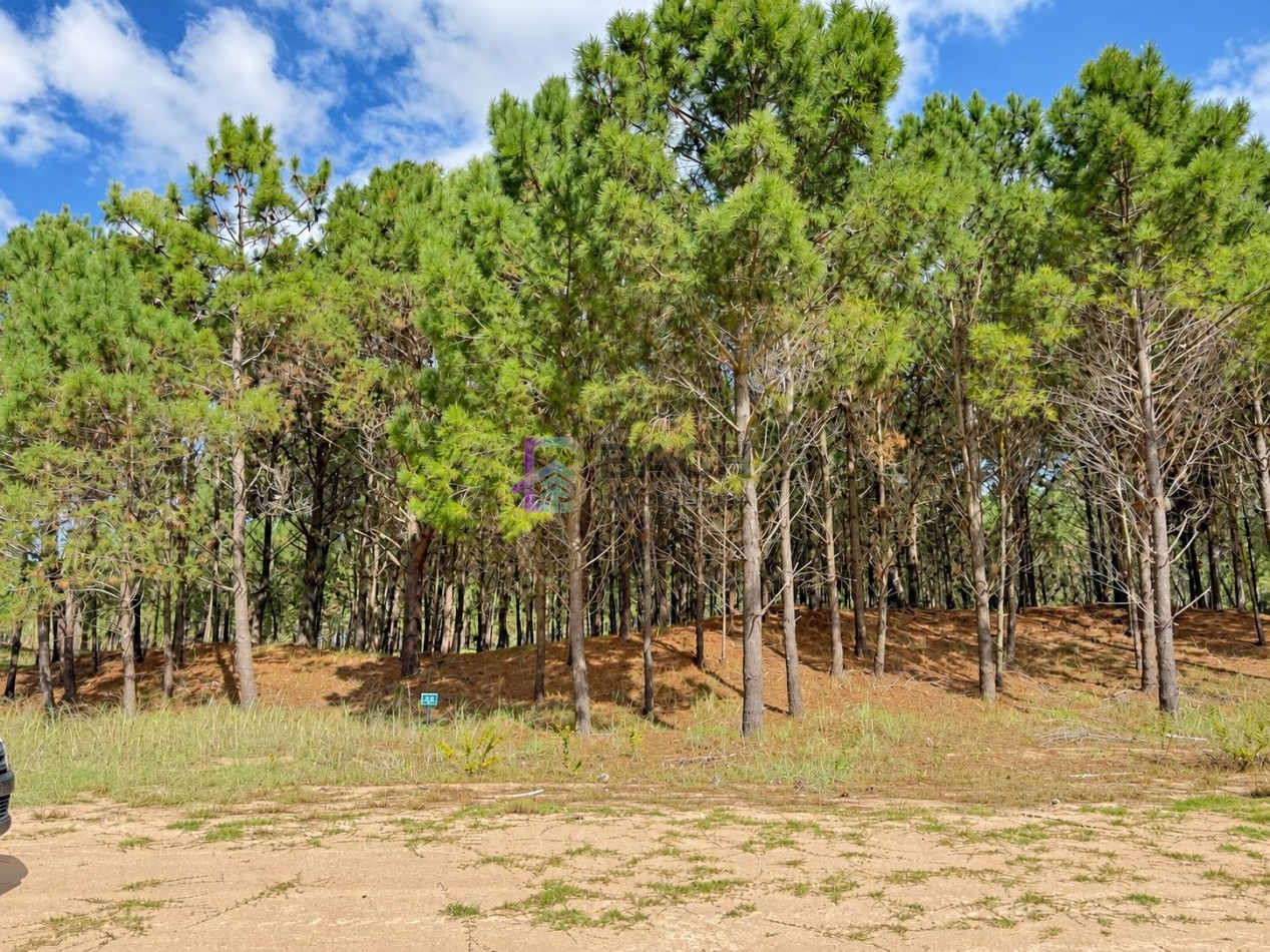 Lote en Venta Pinanar Norte Barrio Bosques 